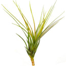 Tillandsia Melanocrater Tricolor Air Plant for Sale Online, Live Air Plant Gift Decor Ideas