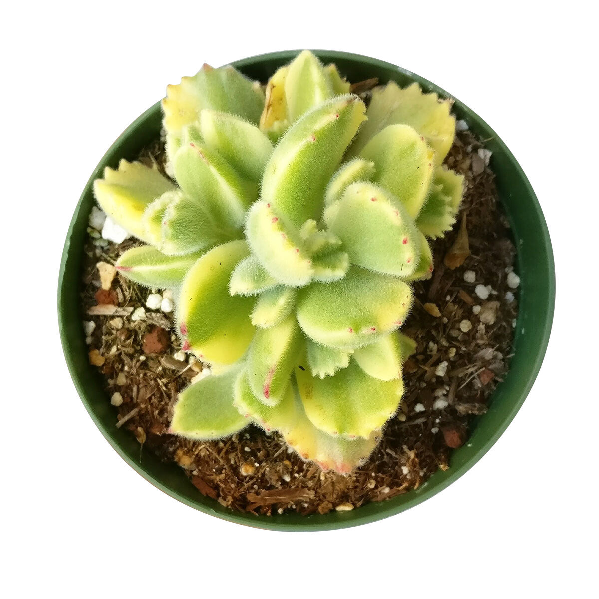 bear paw succulent care indoor Variegated Bear Paw Cotyledon Tomentosa Succulent for Sale
