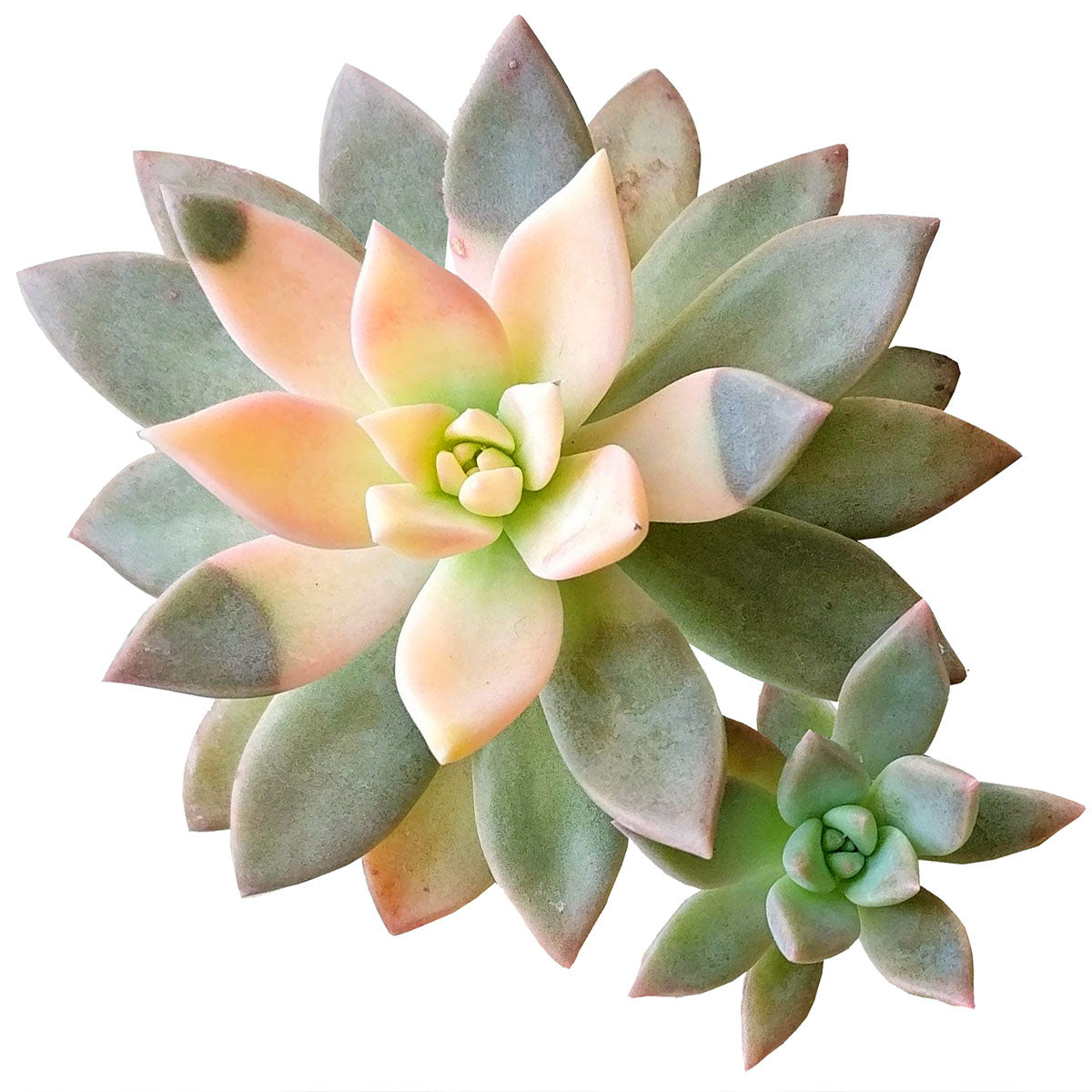 ghost plant succulent for sale Variegated Ghost Plant - Spooky Halloween Succulent Decor Ideas