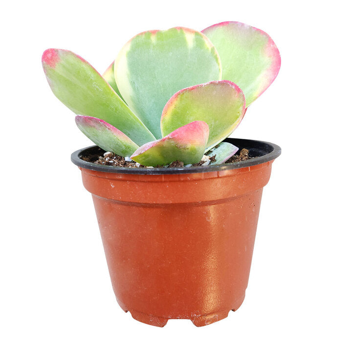 Variegated Paddle Plant, succulents garden, succulent subscription, cactus, how to grow succulents, succulent care tips, Succulents shop near me, succulent care, indoor succulents, Variegated Paddle Plant in California, How to grow Variegated Paddle Plant