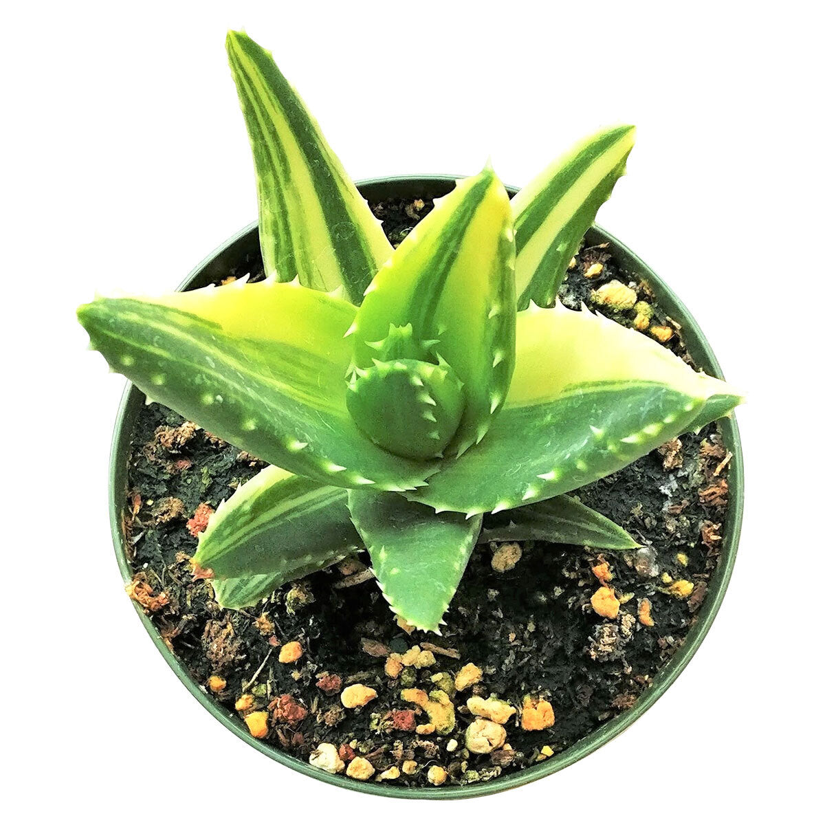 Variegated aloe for sale, succulents shop in California, succulent care, how to grow succulents, succulents garden, Succulents shop near me, Rare succulents, cactus, succulent care tips, Variegated aloe in California, How to grow Variegated aloe