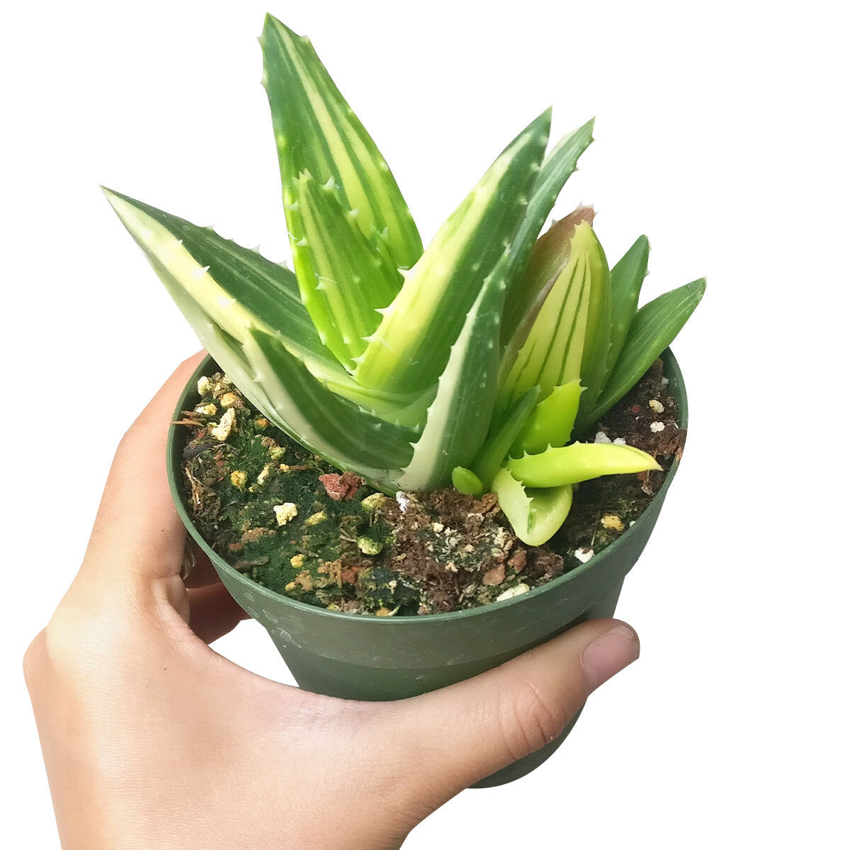 Variegated aloe for sale, succulents shop in California, succulent care, how to grow succulents, succulents garden, Succulents shop near me, Rare succulents, cactus, succulent care tips, Variegated aloe in California, How to grow Variegated aloe