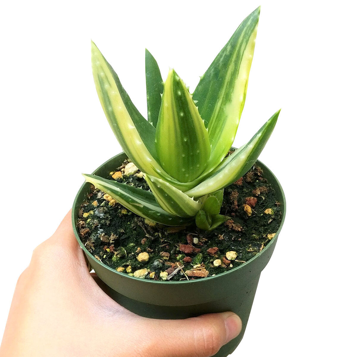 Variegated aloe for sale, succulents shop in California, succulent care, how to grow succulents, succulents garden, Succulents shop near me, Rare succulents, cactus, succulent care tips, Variegated aloe in California, How to grow Variegated aloe