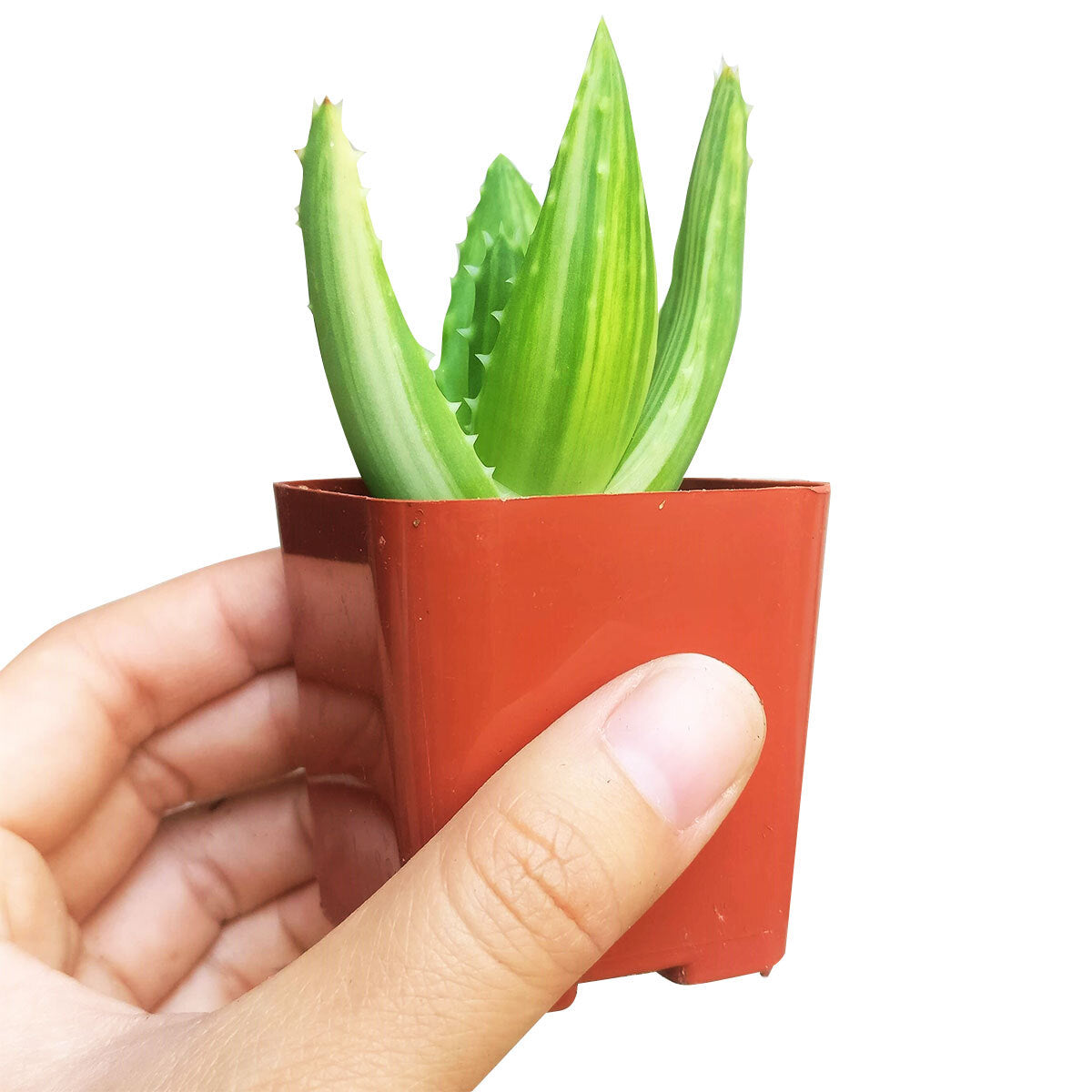 where can i sell my aloe vera plants Variegated Aloe for Sale | Succulent Care Guide