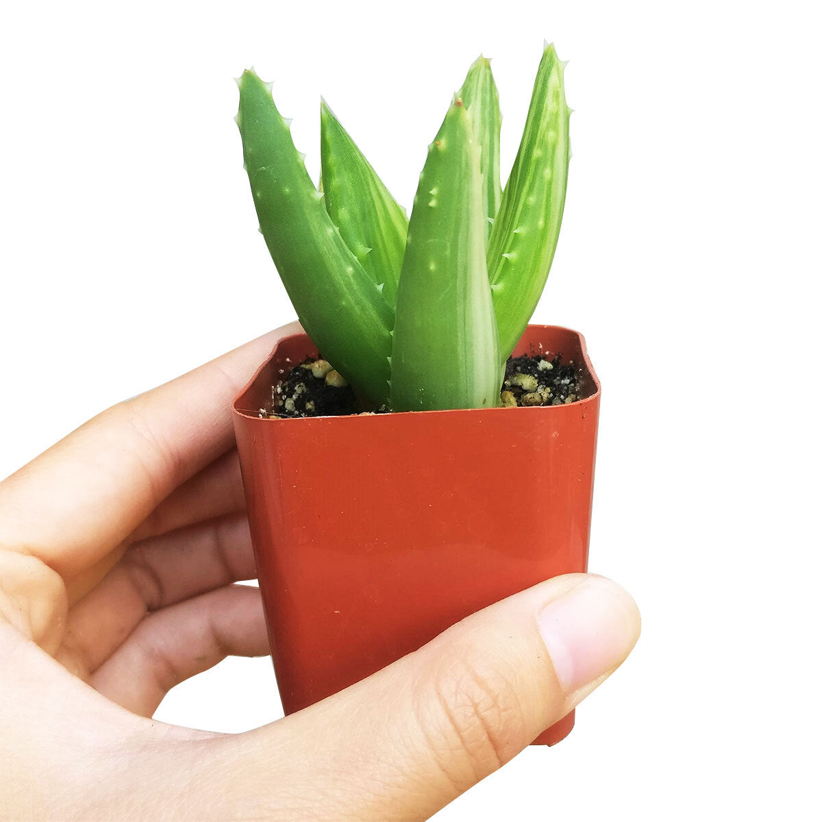Variegated aloe for sale, succulents shop in California, succulent care, how to grow succulents, succulents garden, Succulents shop near me, Rare succulents, cactus, succulent care tips, Variegated aloe in California, How to grow Variegated aloe