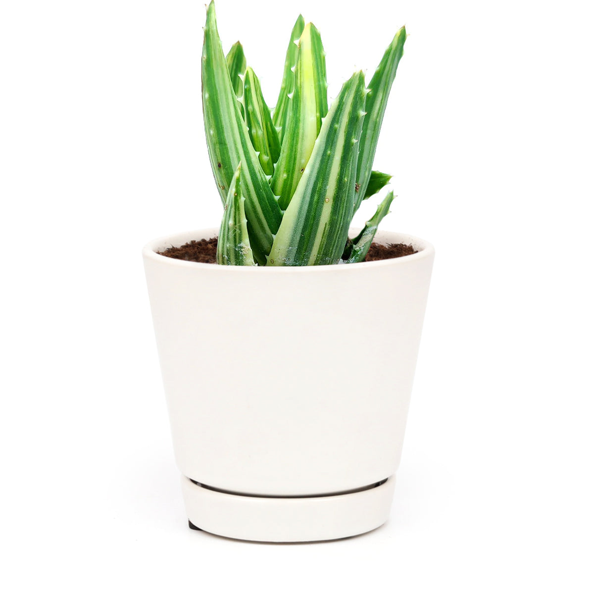 Variegated aloe for sale, succulents shop in California, succulent care, how to grow succulents, succulents garden, Succulents shop near me, Rare succulents, cactus, succulent care tips, Variegated aloe in California, How to grow Variegated aloe
