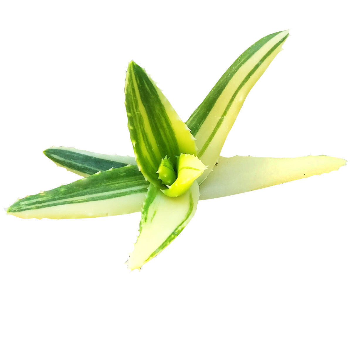 variegated aloe vera plant Variegated Aloe for Sale | Succulent Care Guide