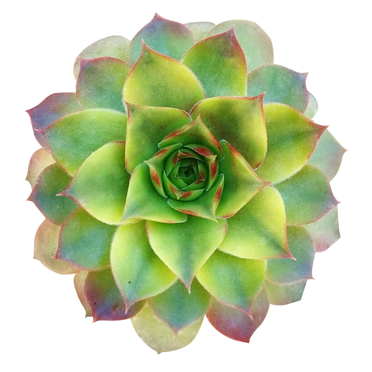 hens and chicks succulents for sale Variegated Sempervivum
