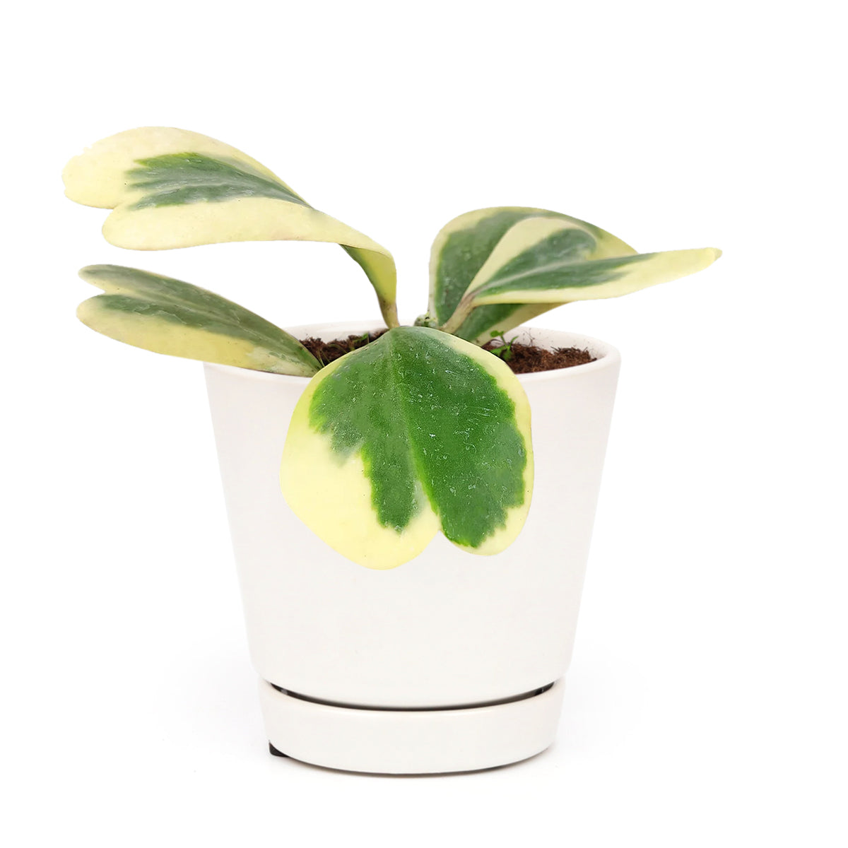 Hoya Heart Variegated, Valentine Hoya Variegated, how to care for Variegated Hoya Heart, heart-shaped houseplant, hoya for Valentine&#39;s Day, hoya for gift, hoya care guide, Variegated Trailing Hoya Kerrii Heart, Heart-Shaped Succulents for Valentine&#39;s Day, Heart-Shaped Plant for Valentine&#39;s Day, Hoya Kerrii Heart for sale