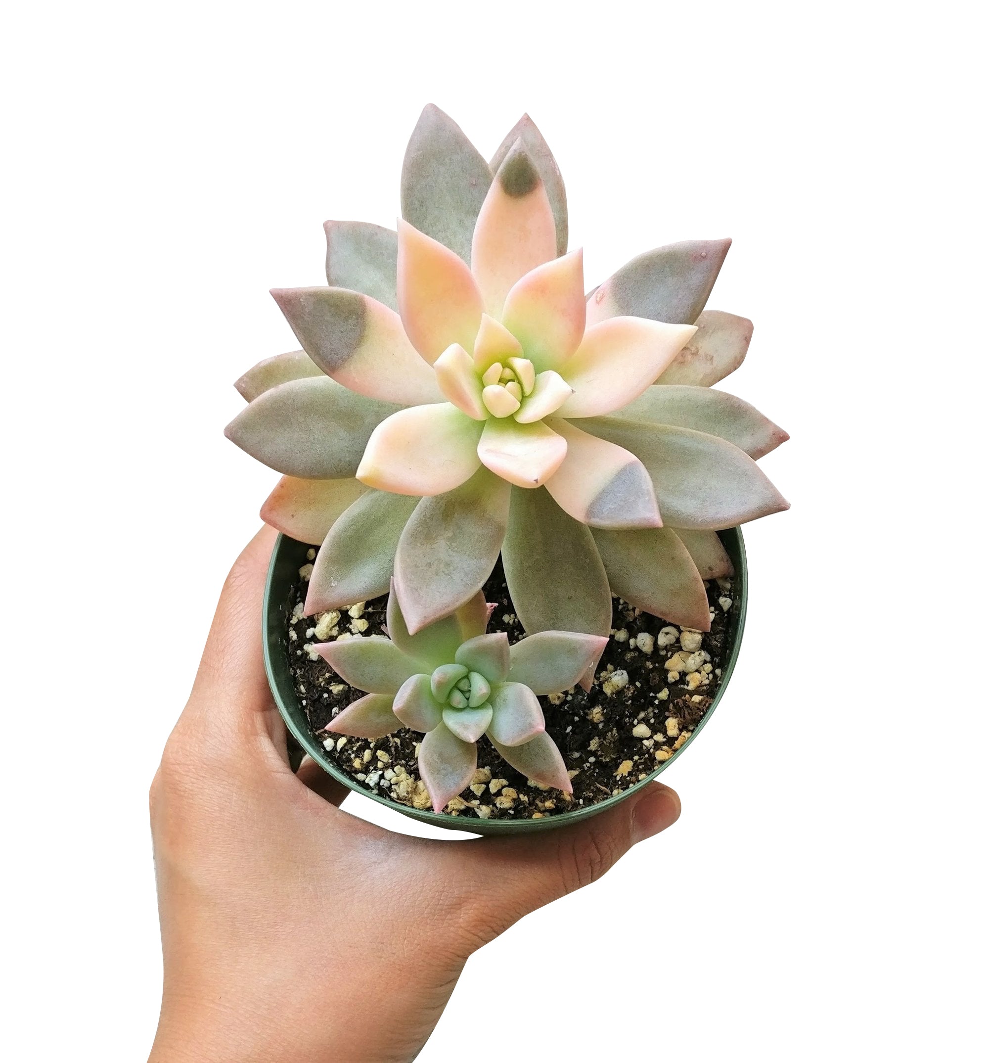 pink ghost plant succulent Variegated Ghost Plant - Spooky Halloween Succulent Decor Ideas