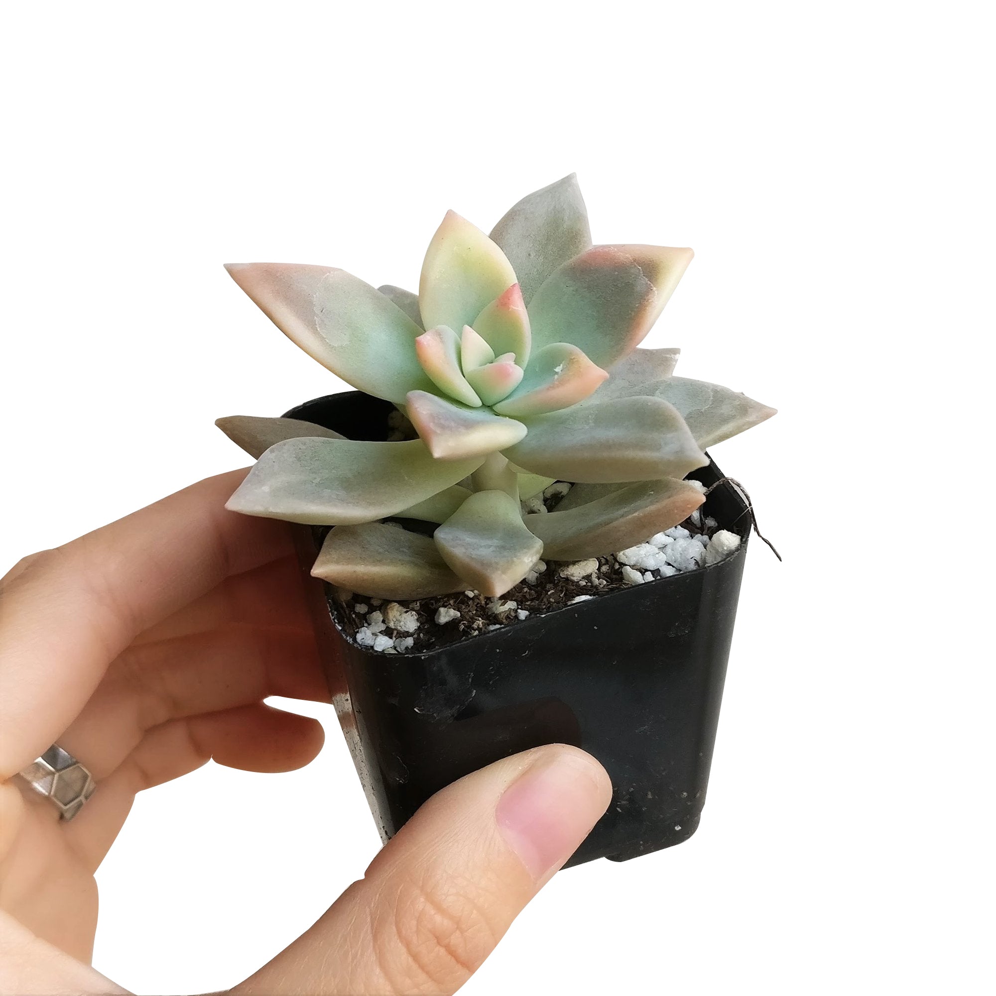 ghost succulent for sale Variegated Ghost Plant - Spooky Halloween Succulent Decor Ideas