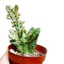 Variegated Joseph&#39;s Coat Cactus, how to grow Joseph&#39;s Coat Cactus, Joseph cactus in California, indoor succulents, succulents garden, succulent subscription, monthly succulents, succulent care guide, succulent care tips, cactus, succulent plant, succulent care, how to grow succulents, succulents shop in California, cactus, cactus succulent, succulent cactus, cacti, cactus and succulents, succulents box, succulent shop, buy succulents online