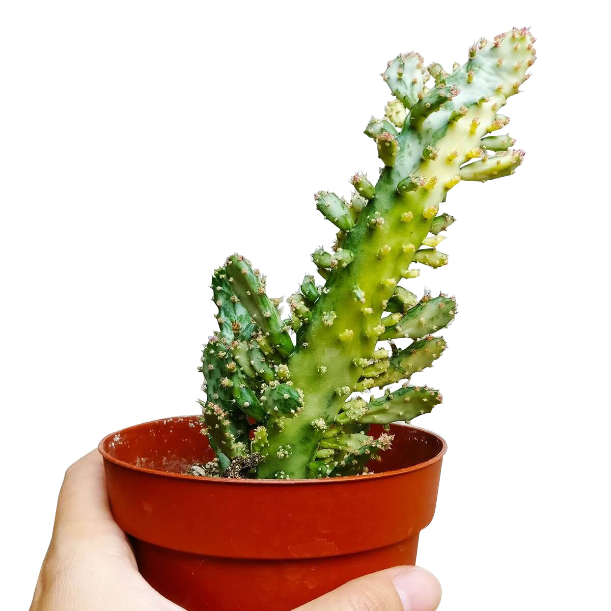 joseph's coat indoor plant Variegated Joseph's Coat Cactus for Sale Online