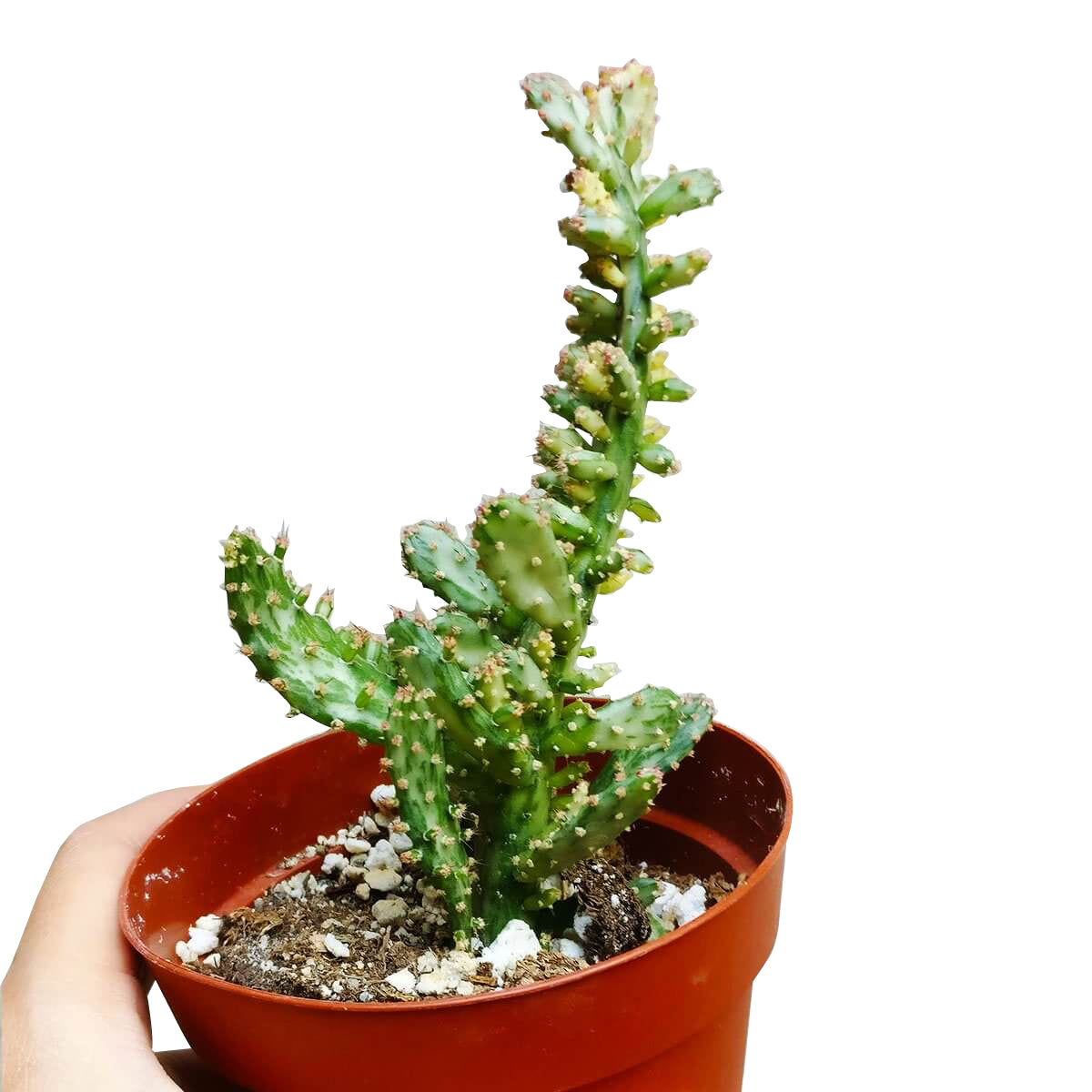 Variegated Joseph&#39;s Coat Cactus, how to grow Joseph&#39;s Coat Cactus, Joseph cactus in California, indoor succulents, succulents garden, succulent subscription, monthly succulents, succulent care guide, succulent care tips, cactus, succulent plant, succulent care, how to grow succulents, succulents shop in California, cactus, cactus succulent, succulent cactus, cacti, cactus and succulents, succulents box, succulent shop, buy succulents online