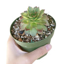 variegated sempervivum for sale, indoor succulents, monthly succulents, cactus, Succulents shop near me, how to grow succulents, succulent care guide, succulent care, Rare succulents, Variegated Sempervivum in California, How to grow Variegated Sempervivum. indoor succulents.