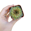 variegated sempervivum for sale, indoor succulents, monthly succulents, cactus, Succulents shop near me, how to grow succulents, succulent care guide, succulent care, Rare succulents, Variegated Sempervivum in California, How to grow Variegated Sempervivum. indoor succulents.