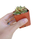 variegated sempervivum for sale, indoor succulents, monthly succulents, cactus, Succulents shop near me, how to grow succulents, succulent care guide, succulent care, Rare succulents, Variegated Sempervivum in California, How to grow Variegated Sempervivum. indoor succulents.