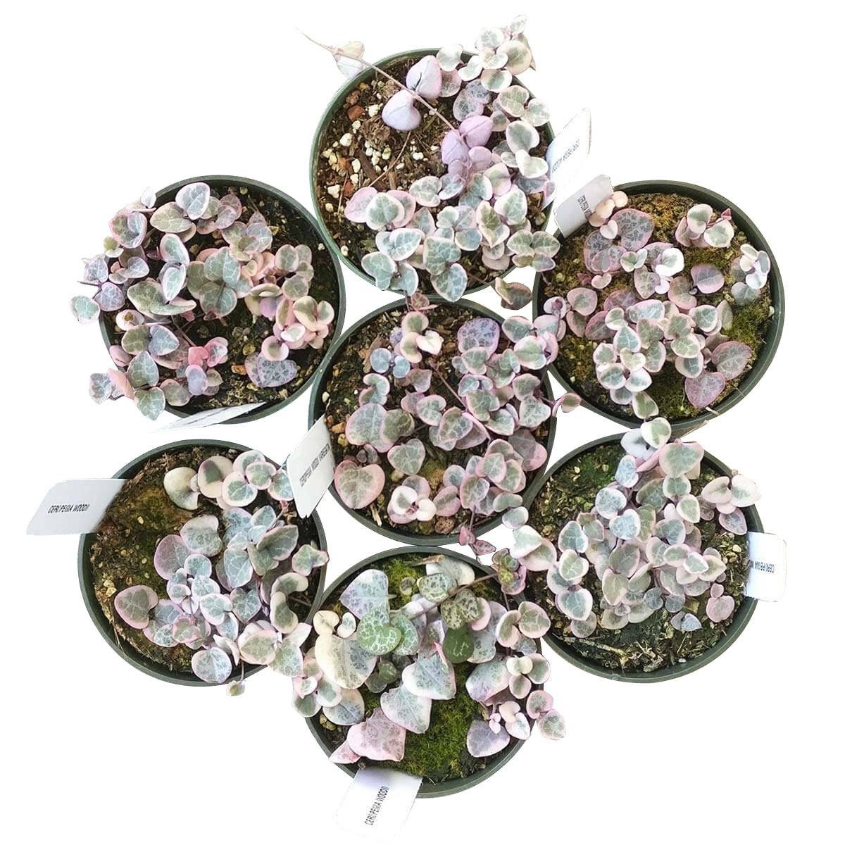 Tips for growing Variegated String of Hearts indoor home garden, Succulents, succulent plant, succulent subscription, succulents store in CA, Rare succulents, succulents shop in California, succulent care tips, cactus, Variegated String of Hearts in California, How to grow Variegated String of Hearts