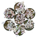  succulent subscription, succulents store in CA, Rare succulents, succulents shop in California