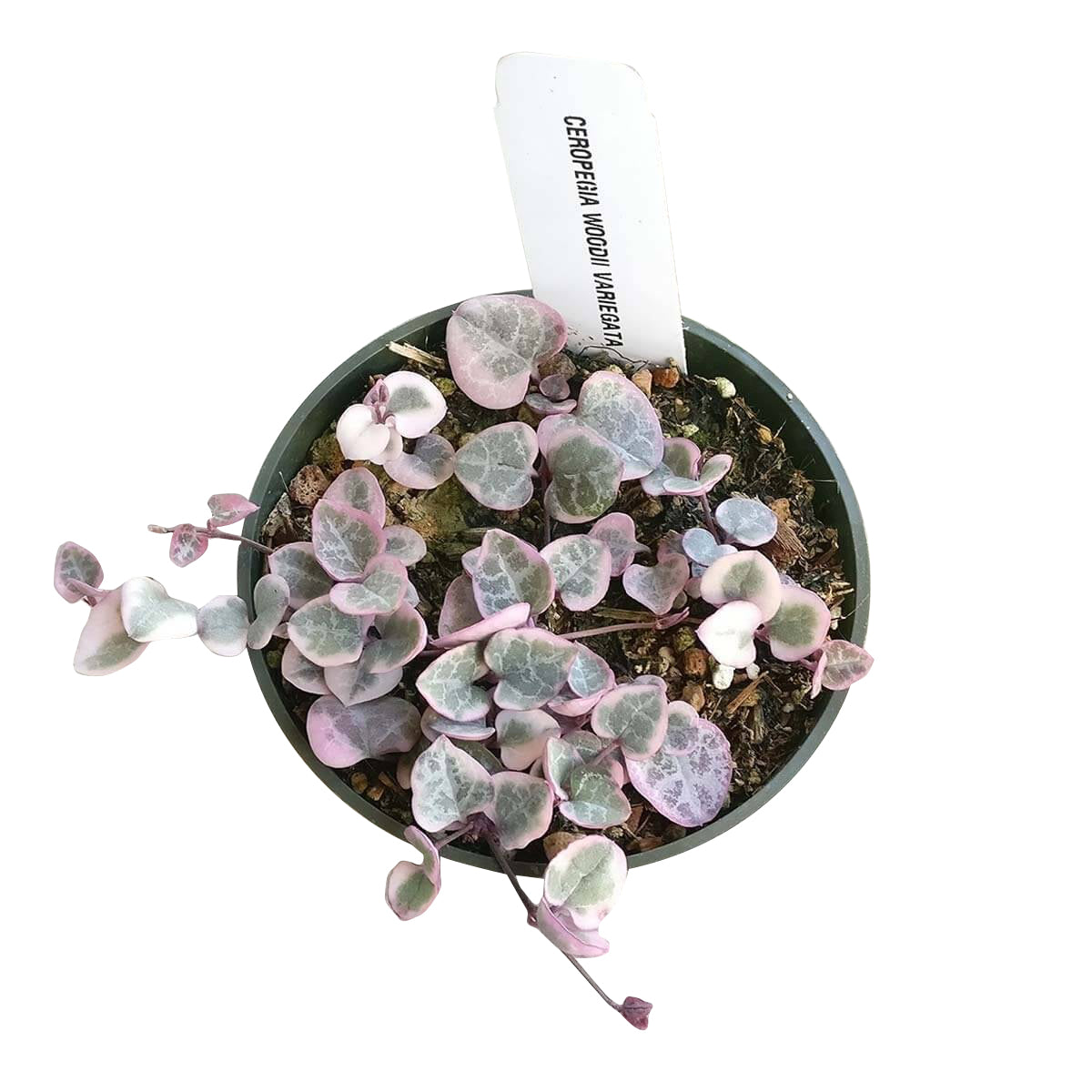 Tips for growing Variegated String of Hearts indoor home garden, Succulents, succulent plant, succulent subscription, succulents store in CA, Rare succulents, succulents shop in California, succulent care tips, cactus, Variegated String of Hearts in California, How to grow Variegated String of Hearts