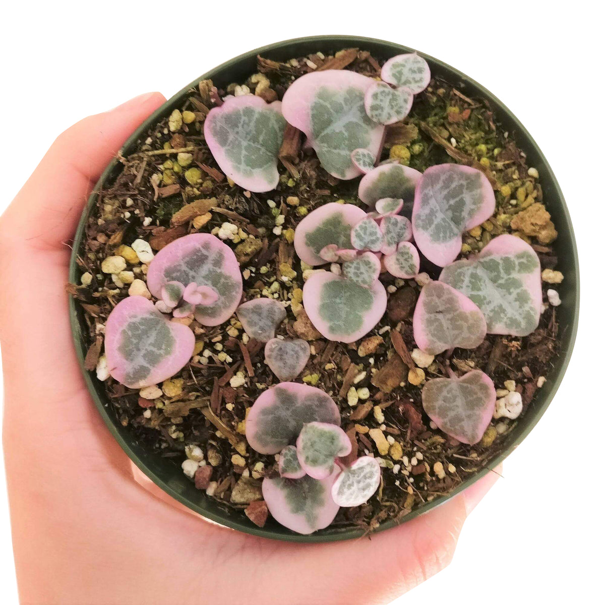 Tips for growing Variegated String of Hearts indoor home garden, Succulents, succulent plant, succulent subscription, succulents store in CA, Rare succulents, succulents shop in California, succulent care tips, cactus, Variegated String of Hearts in California, How to grow Variegated String of Hearts