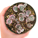  succulent subscription, succulents store in CA, Rare succulents, succulents shop in California