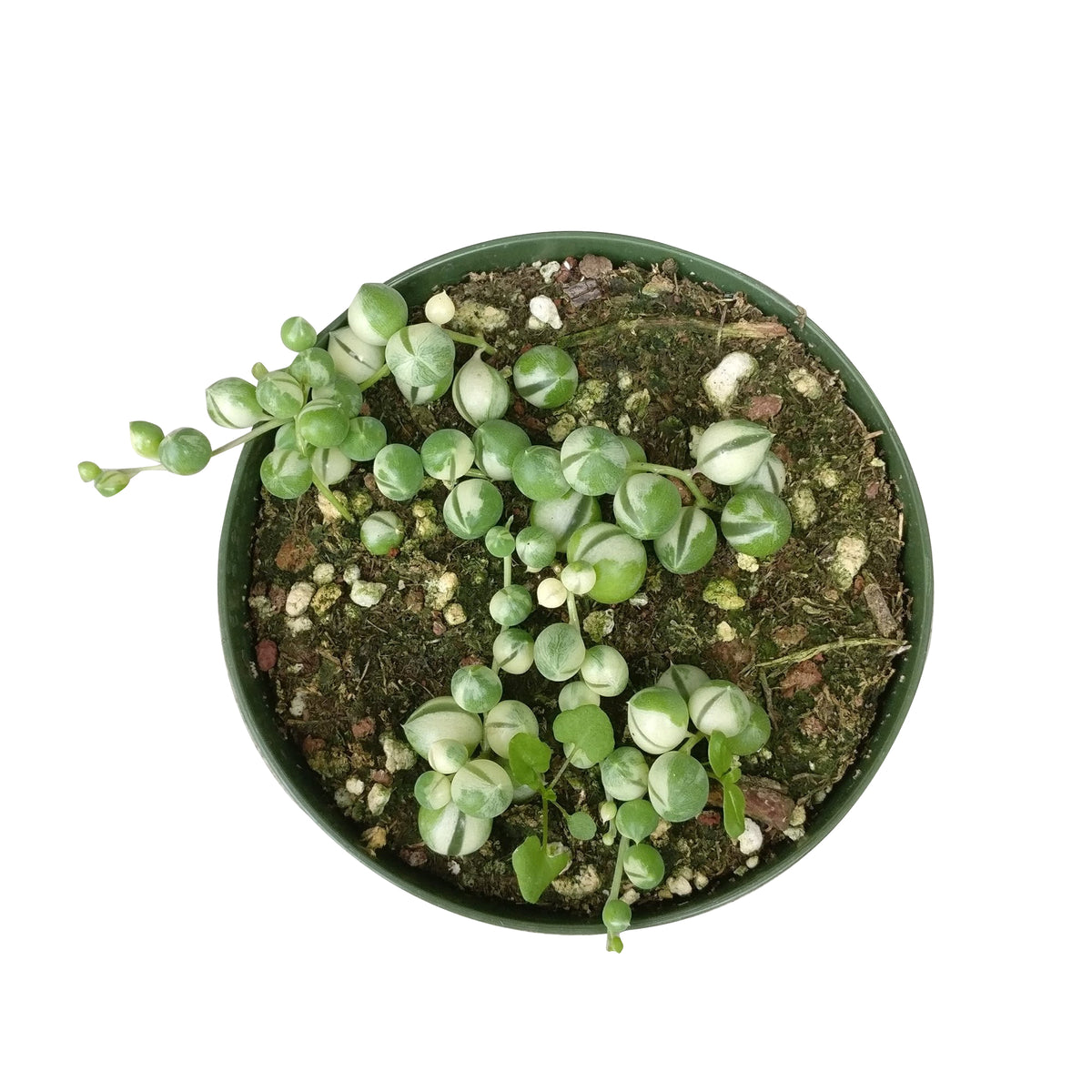 Variegated string of pearls for sale, succulent care, monthly succulents, Rare succulents, succulents store in CA, succulent care guide, succulent plant, succulent subscription, succulent care tips, Variegated string of pearls in California, How to grow Variegated string of pearls