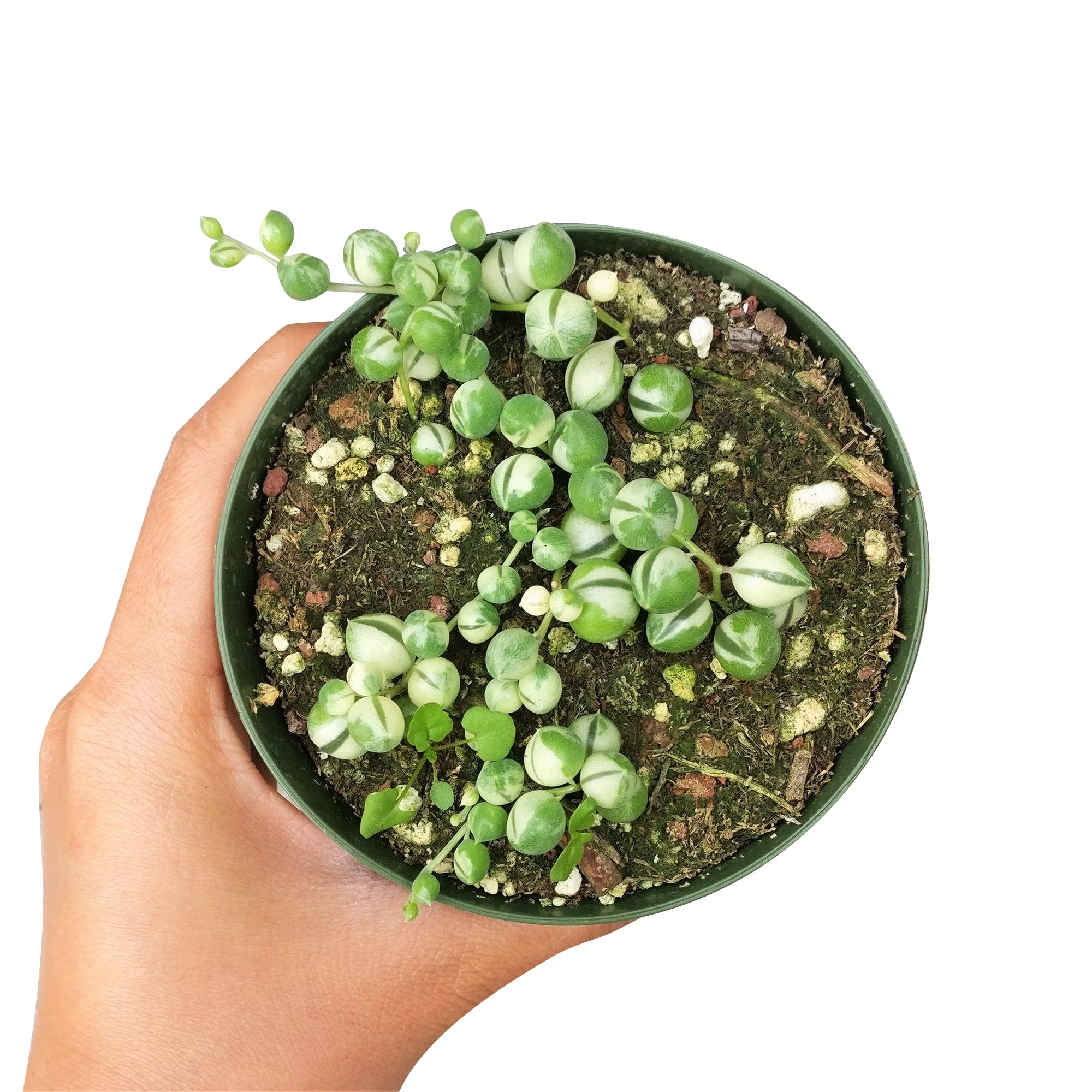 variegated string of pearls succulent Buy Variegated Senecio String Of Pearls Online: Rare Hanging Succulent 4 inch / White Modern Pot by Succulents Box