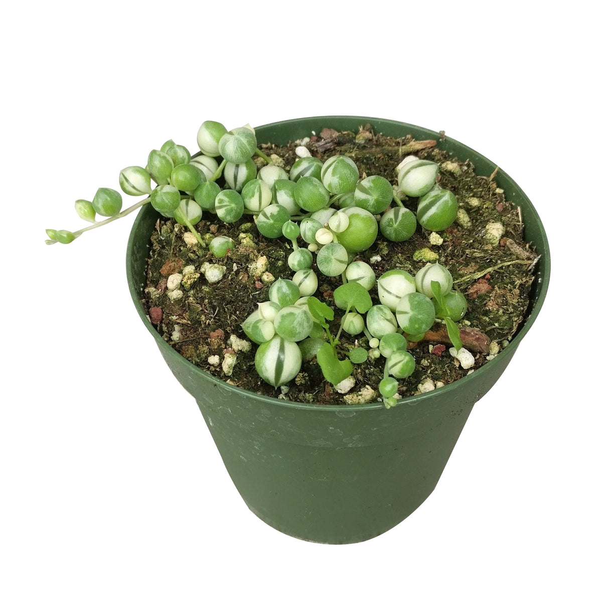 Variegated string of pearls for sale, succulent care, monthly succulents, Rare succulents, succulents store in CA, succulent care guide, succulent plant, succulent subscription, succulent care tips, Variegated string of pearls in California, How to grow Variegated string of pearls