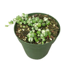 How to care for String of Pearls Succulent Hanging Plant, String of Pearls Plant Care Guide