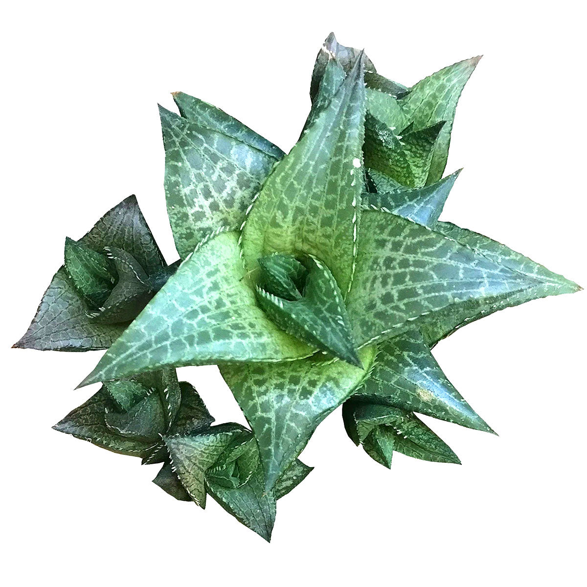 Haworthia Venosa Succulent Plant with Care Instruction 2 inch / White Modern Pot by Succulents Box