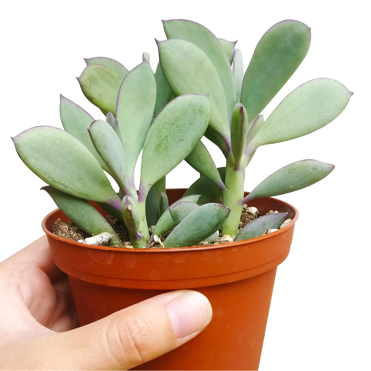 succulent with large flat leaves Vertical Leaf Senecio Crassissimus Succulent | Care Guide