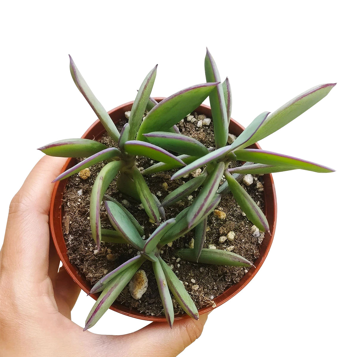 Vertical Leaf Senecio for sale, succulents garden, Succulents, succulent care guide, Succulents shop near me, succulent care tips, monthly succulents, indoor succulents, succulent care, Vertical Leaf Senecio in California, How to grow Vertical Leaf Senecio