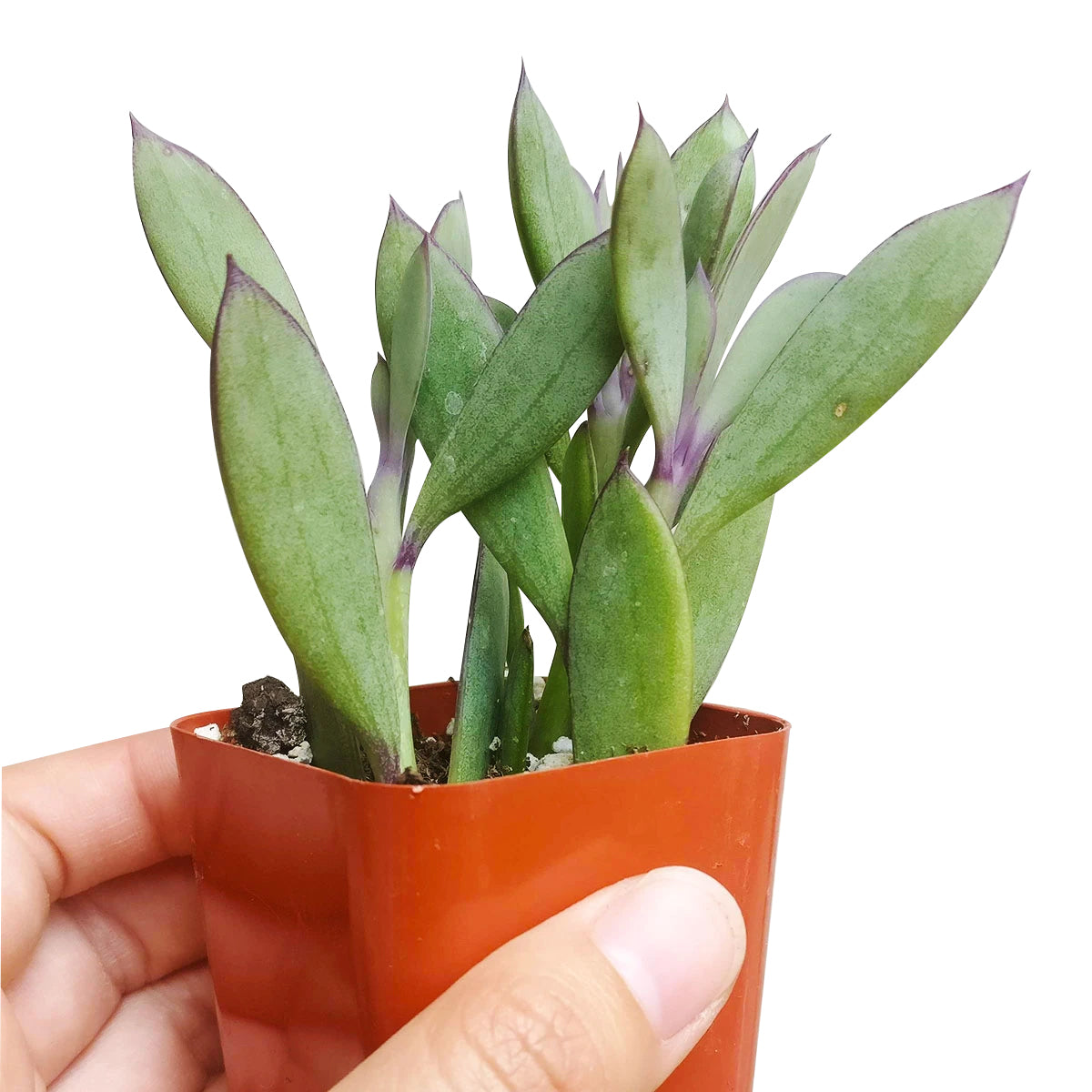 Vertical Leaf Senecio for sale, succulents garden, Succulents, succulent care guide, Succulents shop near me, succulent care tips, monthly succulents, indoor succulents, succulent care, Vertical Leaf Senecio in California, How to grow Vertical Leaf Senecio