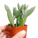 Vertical Leaf Senecio for sale, succulents garden, Succulents, succulent care guide, Succulents shop near me, succulent care tips, monthly succulents, indoor succulents, succulent care, Vertical Leaf Senecio in California, How to grow Vertical Leaf Senecio