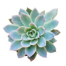 How to grow Echeveria violet queen, How to care echeveria succulents for thanksgiving, Easter echeveria gift, echeveria, echeveria succulent, echeveria types, succulent echeveria, buy succulents online, succulent shop, succulent store, echeveria plant, indoor succulents