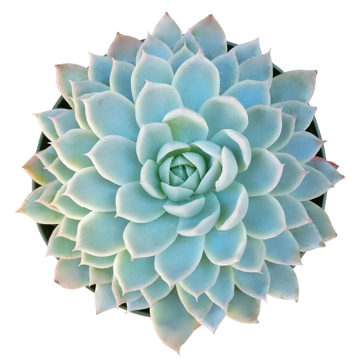 echeveria violet queen succulent Echeveria Violet Queen - Rosette Shaped Succulents For Sale