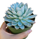 How to grow Echeveria violet queen, How to care echeveria succulents for thanksgiving, Easter echeveria gift, echeveria, echeveria succulent, echeveria types, succulent echeveria, buy succulents online, succulent shop, succulent store, echeveria plant, indoor succulents