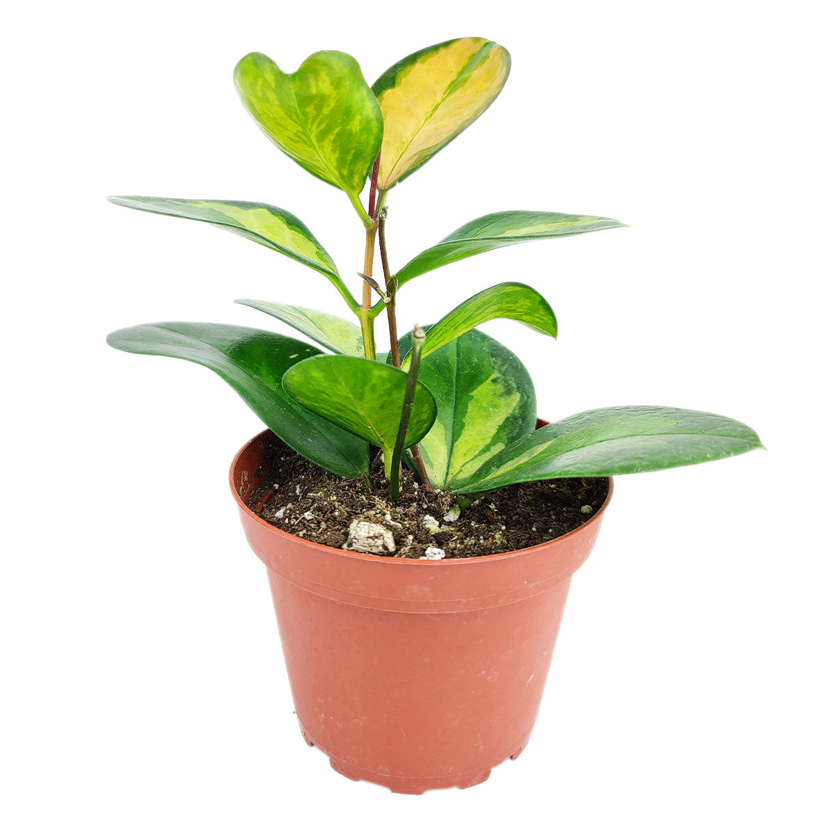 best place to buy house plants online, hoya australis lisa, hoya lisa, australis lisa hoya, hoya australis lisa care, hoya lisa plant, hoya lisa plant care, hoya australis lisa for sale, lisa australis, houseplant, houseplants, houseplants for sale, best indoor plants, types of houseplants, low light houseplants, easy to grow houseplants, houseplants near me