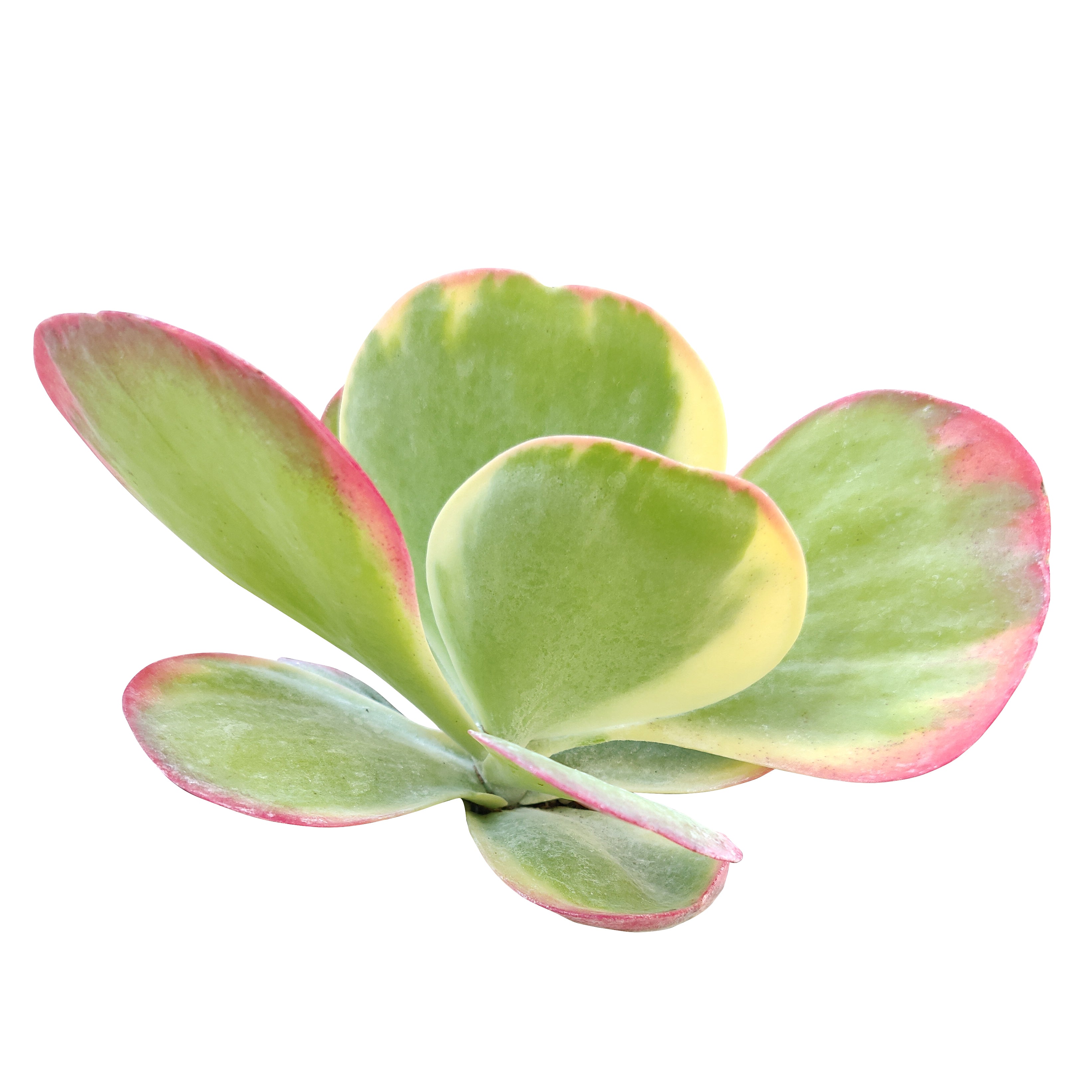 succulent paddle Paddle Plant (Flapjacks) | Kalanchoe luciae 'Fantastic' Succulent