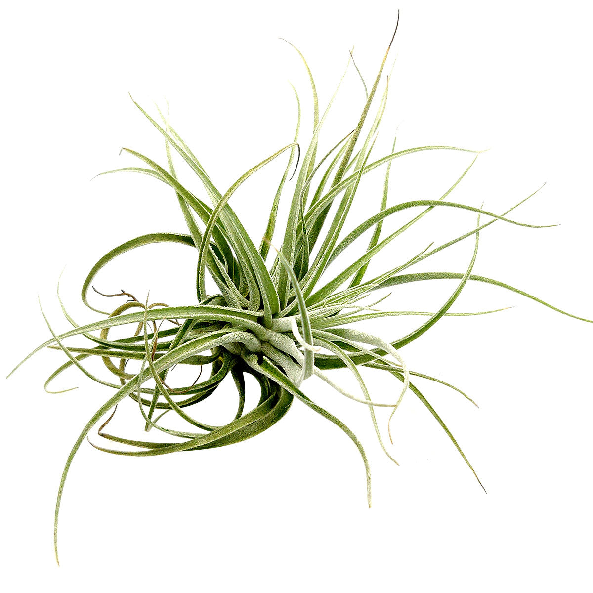 Tillandsia Velickiana air plant for sale, unique gift decor ideas, air plant subscription delivery monthly, Tillandsia Velickiana with air plant care guide