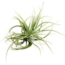 Tillandsia Velickiana air plant for sale, unique gift decor ideas, air plant subscription delivery monthly, Tillandsia Velickiana with air plant care guide