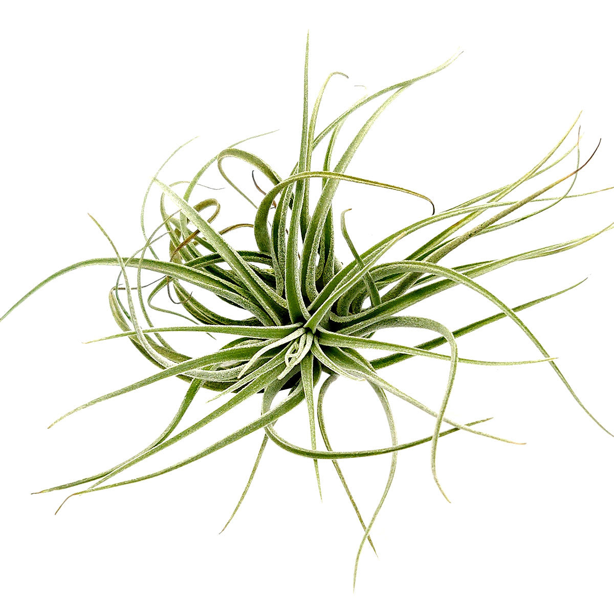 Tillandsia Velickiana air plant for sale, unique gift decor ideas, air plant subscription delivery monthly, Tillandsia Velickiana with air plant care guide