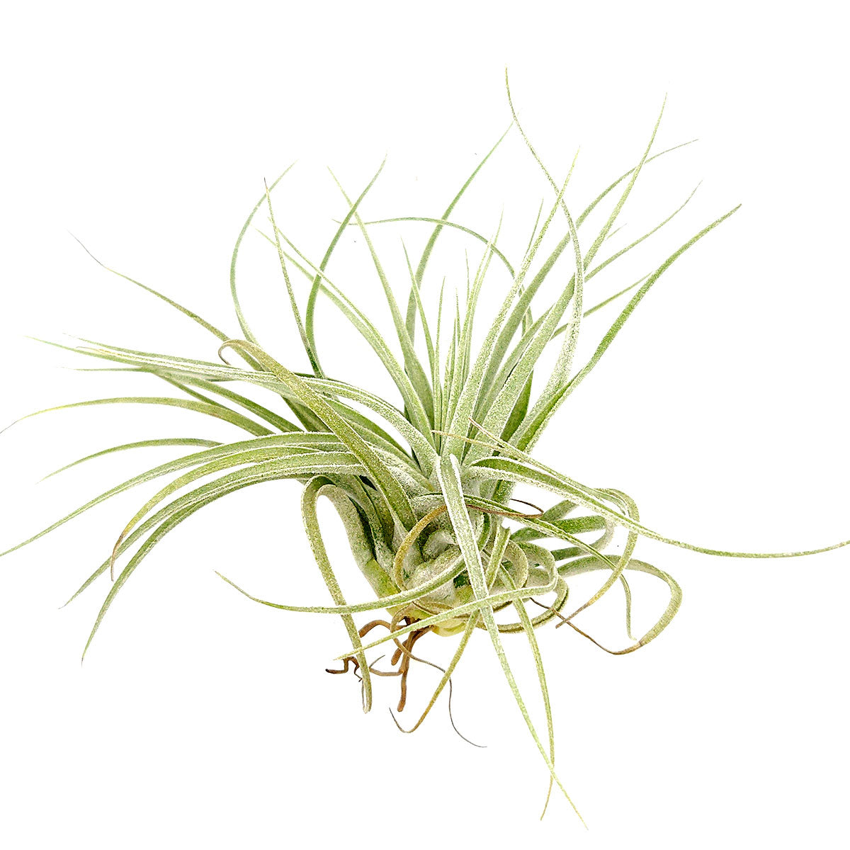 Tillandsia Velickiana air plant for sale, unique gift decor ideas, air plant subscription delivery monthly, Tillandsia Velickiana with air plant care guide