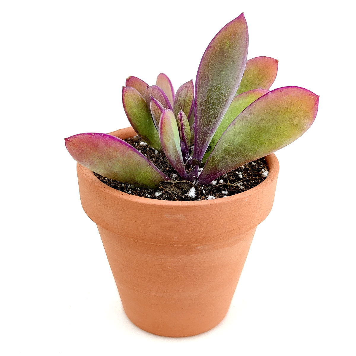 vertical leaf succulent Vertical Leaf Senecio Crassissimus Succulent | Care Guide