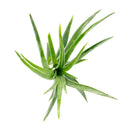 Tillandsia Victoriana air plant for sale, unique gift decor ideas, air plant subscription delivery monthly, Tillandsia Victoriana with air plant care guide, Ionantha air plant