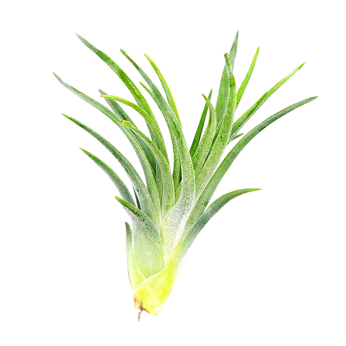 victoriana air plant Tillandsia Victoriana Air Plant for Sale | Air Plant Gift Ideas
