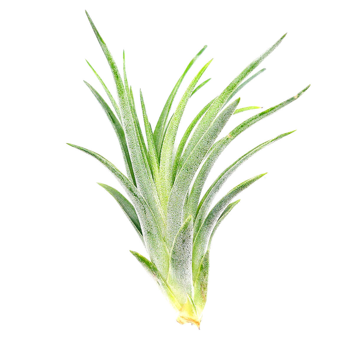 Tillandsia Victoriana air plant for sale, unique gift decor ideas, air plant subscription delivery monthly, Tillandsia Victoriana with air plant care guide, Ionantha air plant