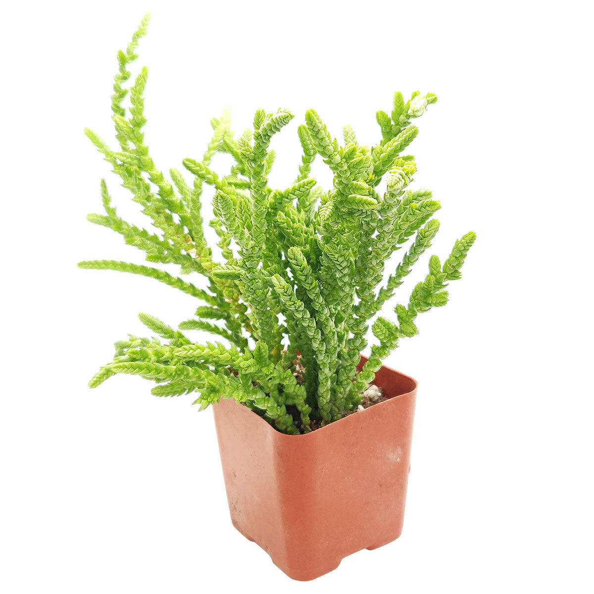 variegated watch chain succulent Crassula Watch Chain - Crassula muscosa with Care Guide