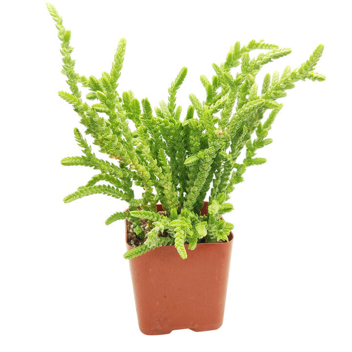 crassula giant watch chain for sale, garden gift, garden design, indoor succulents, how to grow succulents, Succulents shop near me, succulent plant, succulent care, cactus, succulents shop in California, succulents store in CA, crassula giant watch chain in California, How to grow crassula giant watch chain, crassula, crassula plant, crassula succulent, crassula types, crassula varieties, types of crassula, crassula species, crassulas, succulent crassula